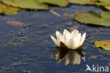 Waterlily (Nymphaea hybride)