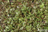Waterpostelein (Lythrum portula)