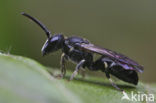 Weidemaskerbij (Hylaeus gibbus)