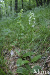 Welriekende nachtorchis (Platanthera bifolia) 