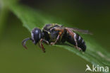 Wasp