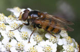 Wespreus (Volucella inanis)