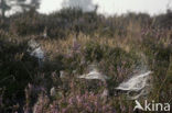 spider (Linyohia spec.)