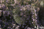spider (Linyohia spec.)