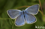 Wikkeblauwtje (Polyommatus amandus)