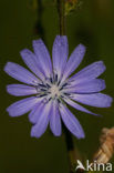 Wilde cichorei (Cichorium intybus)