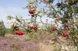 Wilde lijsterbes (Sorbus aucuparia)