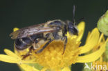 Andrena dorsata