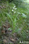 Narrow-leaved Helleborine (Cephalanthera longifolia)