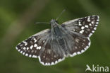 Safflower Skipper (Pyrgus carthami)