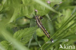 Witpuntoeverlibel (Orthetrum albistylum)