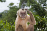 White Throated Capuchin (Cebus capucinus)