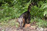 White-nosed Coati (Nasua narica)