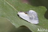 Witte eenstaart (Cilix glaucata)