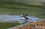 Witte Kwikstaart (Motacilla alba)