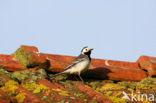 Witte Kwikstaart (Motacilla alba)