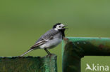 Witte Kwikstaart (Motacilla alba)