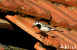 Witte Kwikstaart (Motacilla alba)