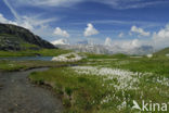 Wollegras (Eriophorum spec.)