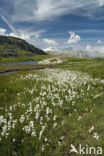 Wollegras (Eriophorum spec.)