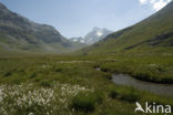 Wollegras (Eriophorum spec.)