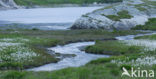 Cottongrass (Eriophorum spec.)