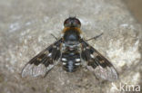 Mottled Bee-Fly (Thyridanthrax fenestratus)