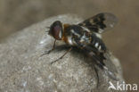Mottled Bee-Fly (Thyridanthrax fenestratus)