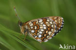 False Heath Fritillary (Melitaea diamina)