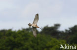 Eurasian Curlew (Numenius arquata) 