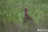 Eurasian Curlew (Numenius arquata) 