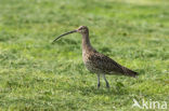 Eurasian Curlew (Numenius arquata) 