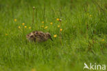 Eurasian Curlew (Numenius arquata) 