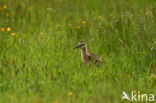 Eurasian Curlew (Numenius arquata) 