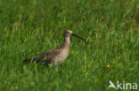 Eurasian Curlew (Numenius arquata) 