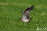 Eurasian Curlew (Numenius arquata) 