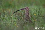 Eurasian Curlew (Numenius arquata) 