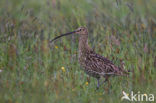 Eurasian Curlew (Numenius arquata) 