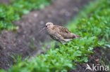 Eurasian Curlew (Numenius arquata) 