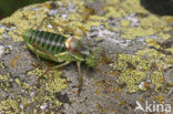 Saddle-backed Bush-cricket (Ephippiger ephippiger)