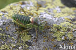 Saddle-backed Bush-cricket (Ephippiger ephippiger)