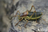 Saddle-backed Bush-cricket (Ephippiger ephippiger)