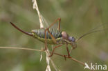 Saddle-backed Bush-cricket (Ephippiger ephippiger)
