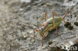 Saddle-backed Bush-cricket (Ephippiger ephippiger)