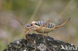 Saddle-backed Bush-cricket (Ephippiger ephippiger)