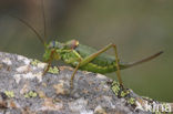 Saddle-backed Bush-cricket (Ephippiger ephippiger)