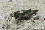 Cepero’s Ground-hopper (Tetrix ceperoi)