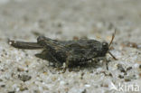 Cepero’s Ground-hopper (Tetrix ceperoi)