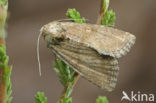 Zandhalmuiltje (Mesoligia furuncula)