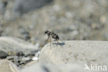 Zandloopkever (Cicindela spec.)